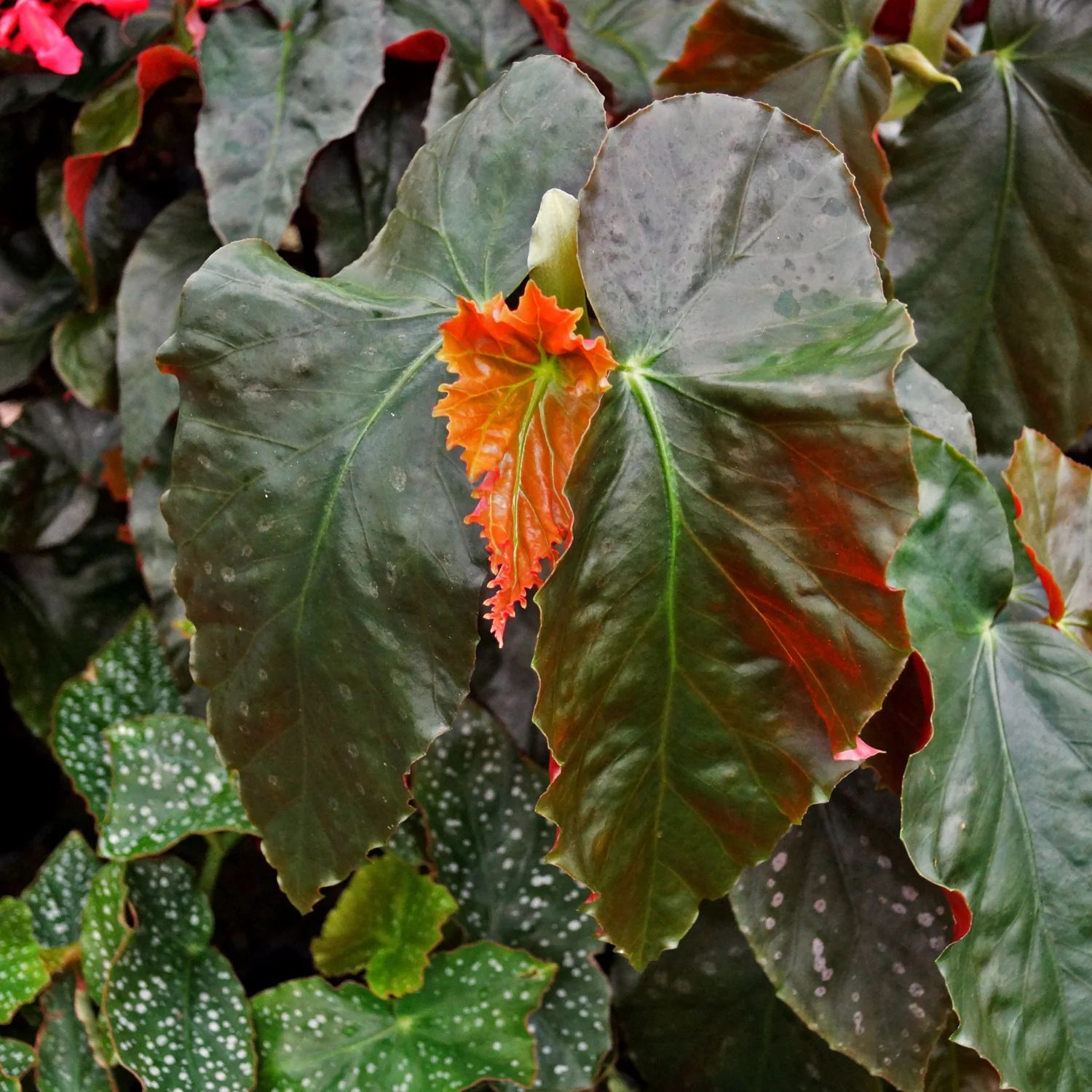 B. 'Tubby Tuber'