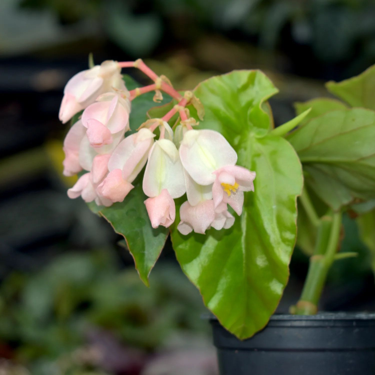 B. 'Sweet Rosie O'Grady'