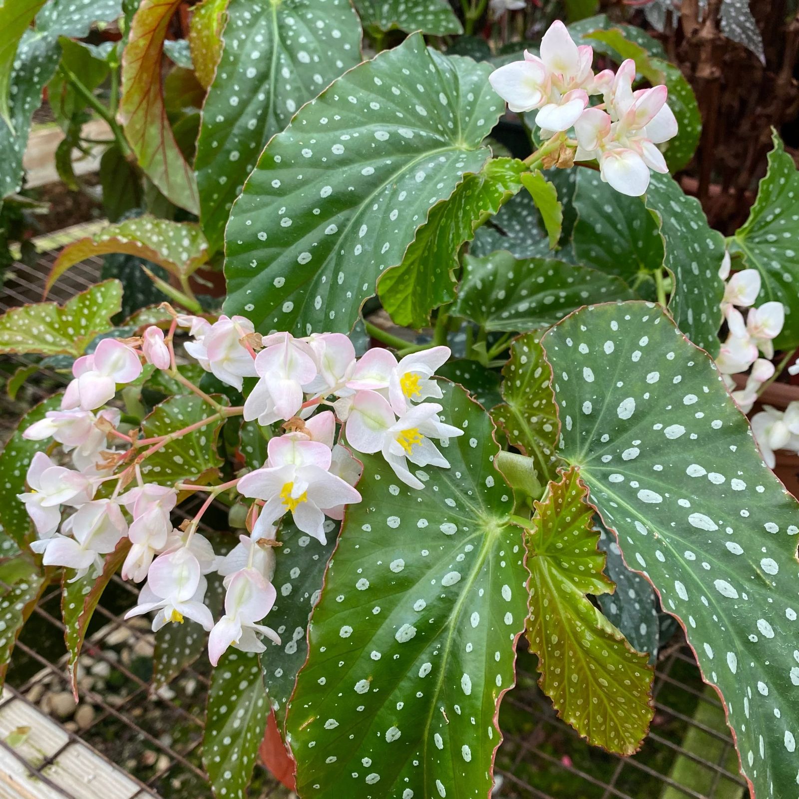 B. 'Harmony's Allure'