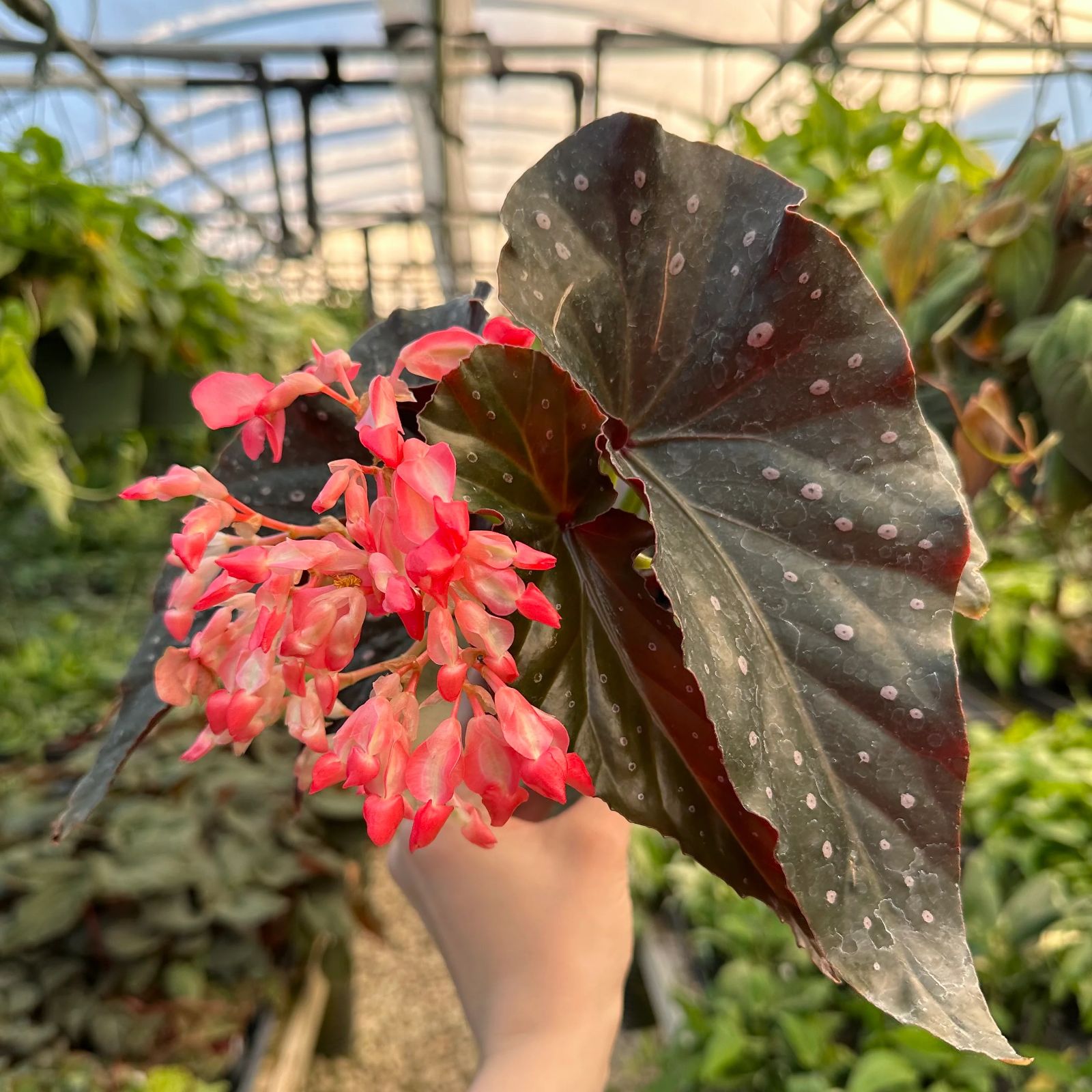 B. 'Harmony's Ingenue'