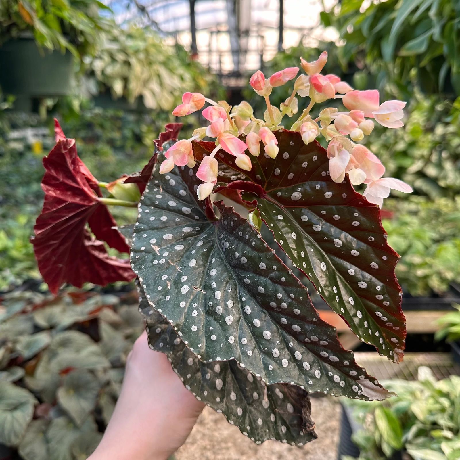 B. 'Harmony's Raptor'