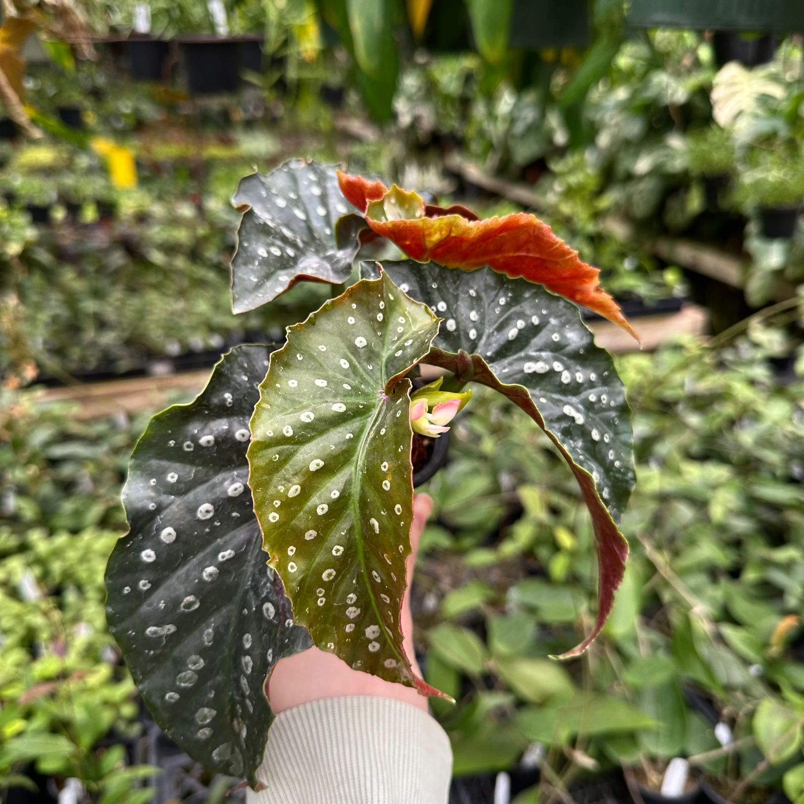 B. 'Harmony's Nemesis'