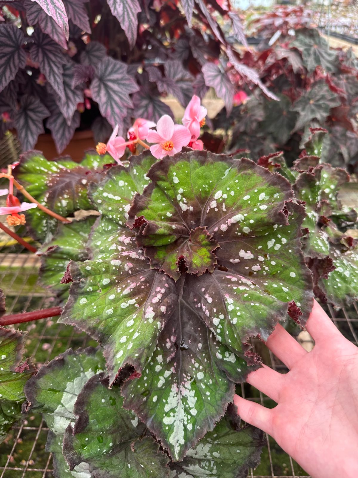 B. 'Steve's Leaves Wow'