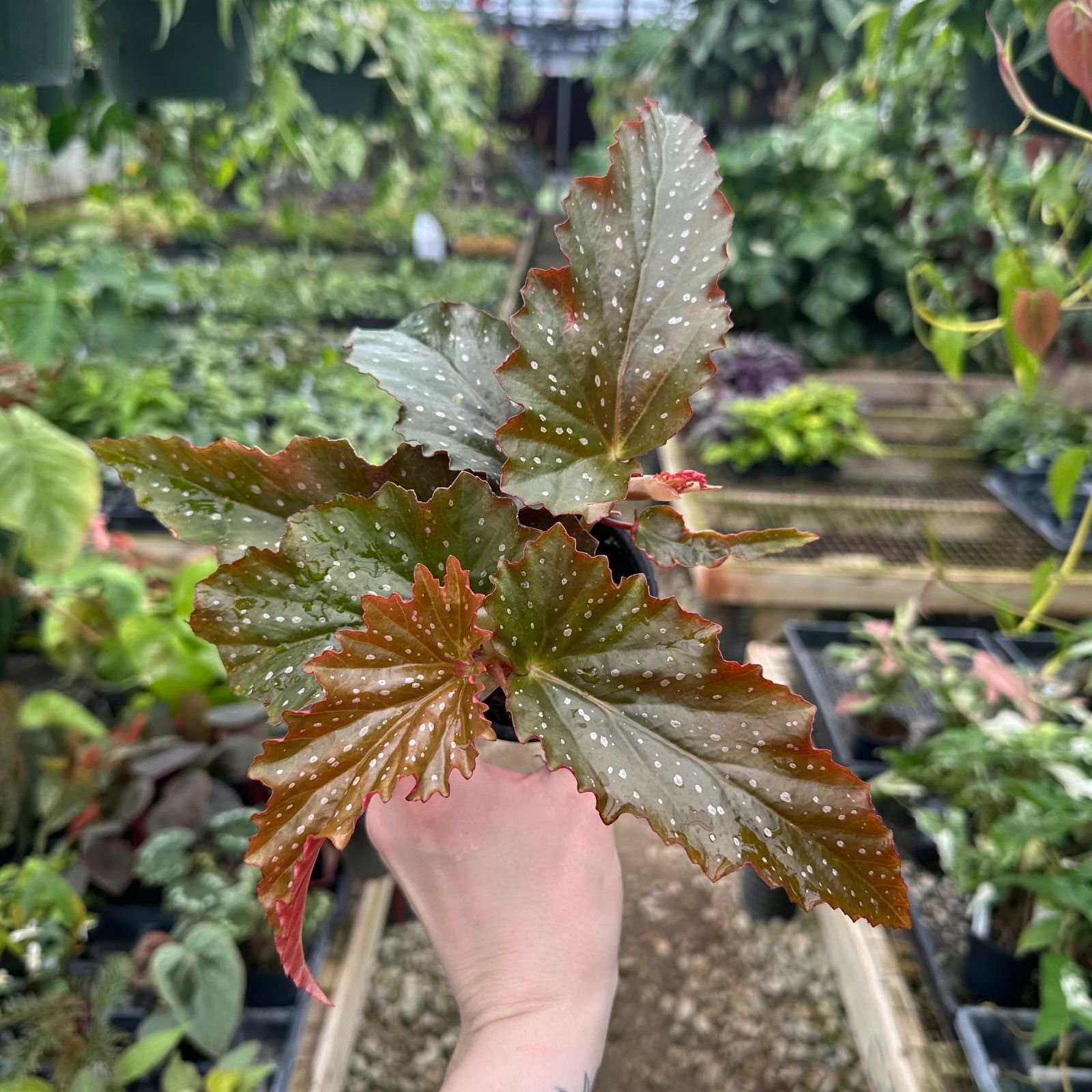 B. 'Merwin Amerman'