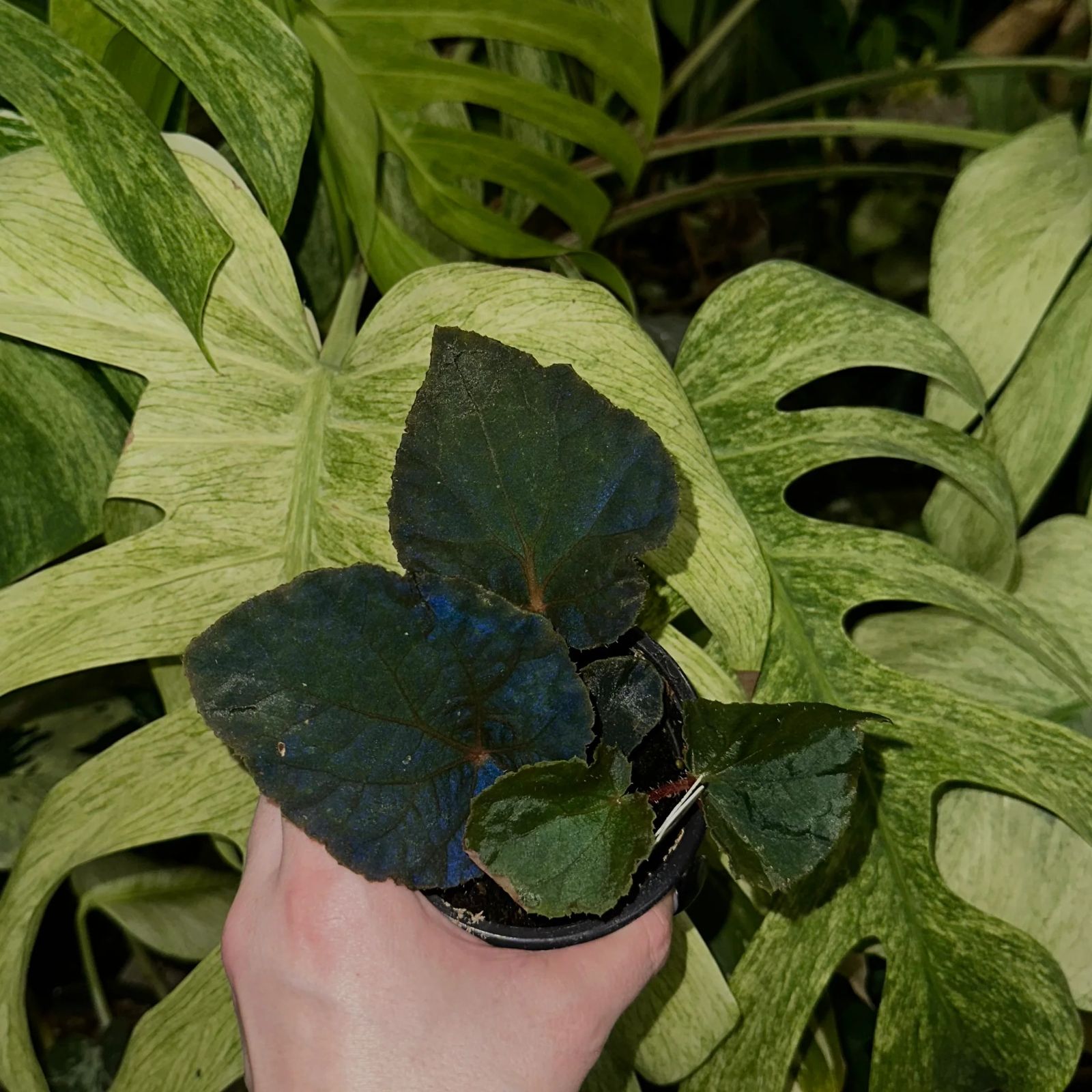 B. 'Steve's Leaves Bloodmoon'