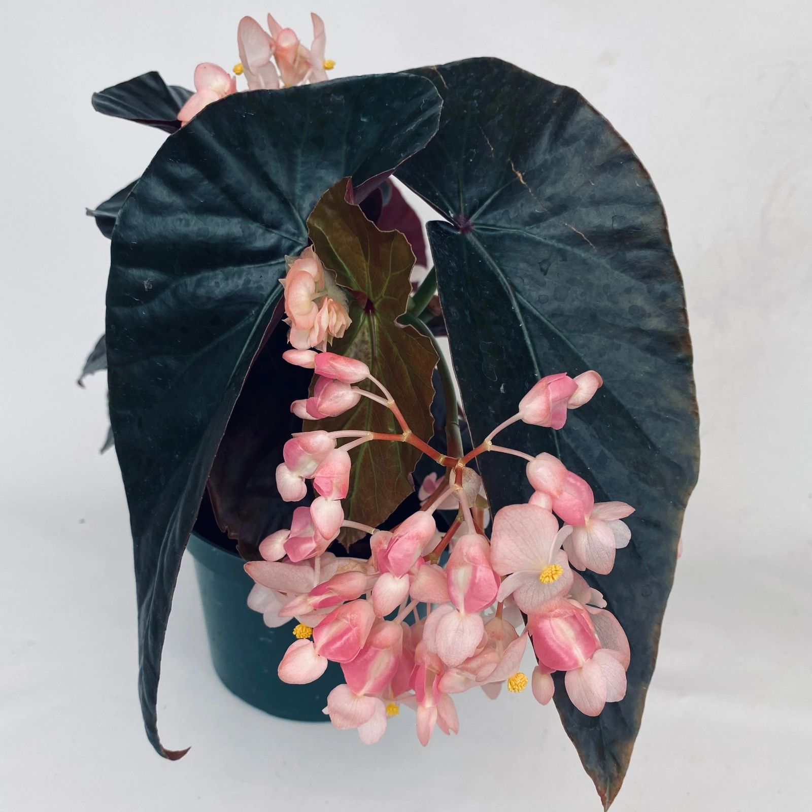 B. 'Harmony's Dark Matter'