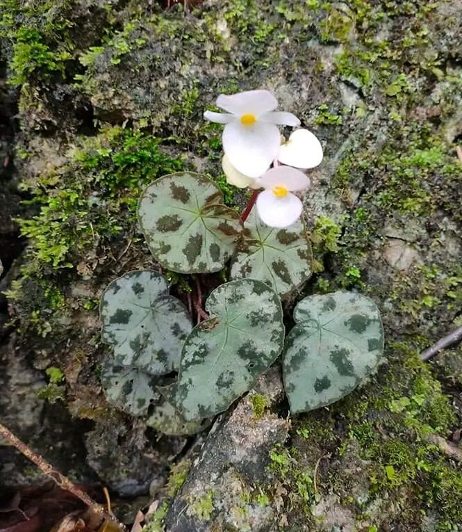 B. wiformis