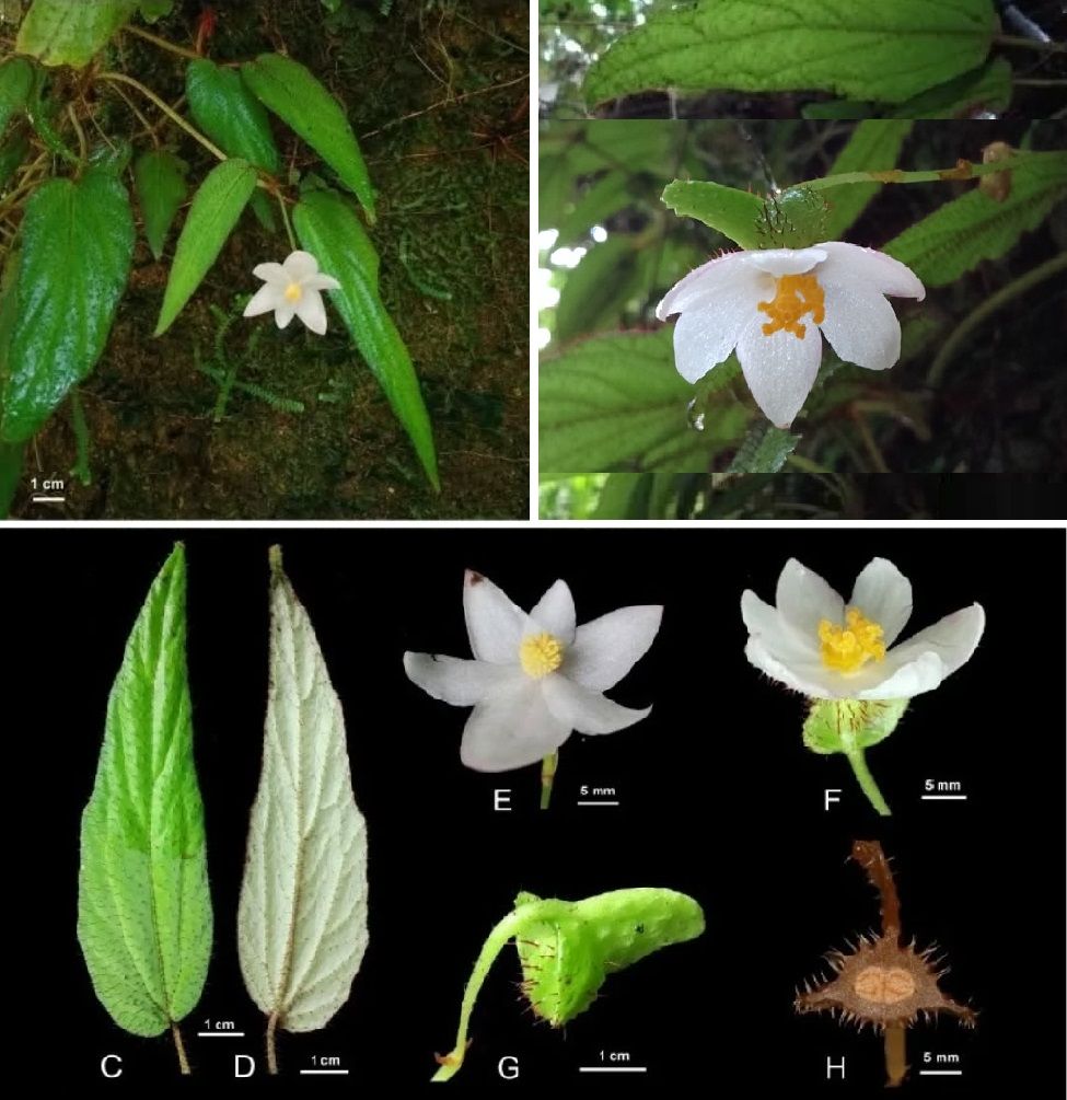 B. elegantifolia
