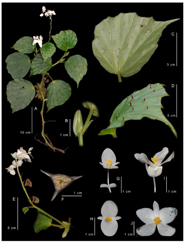 B. bukitrayaensis