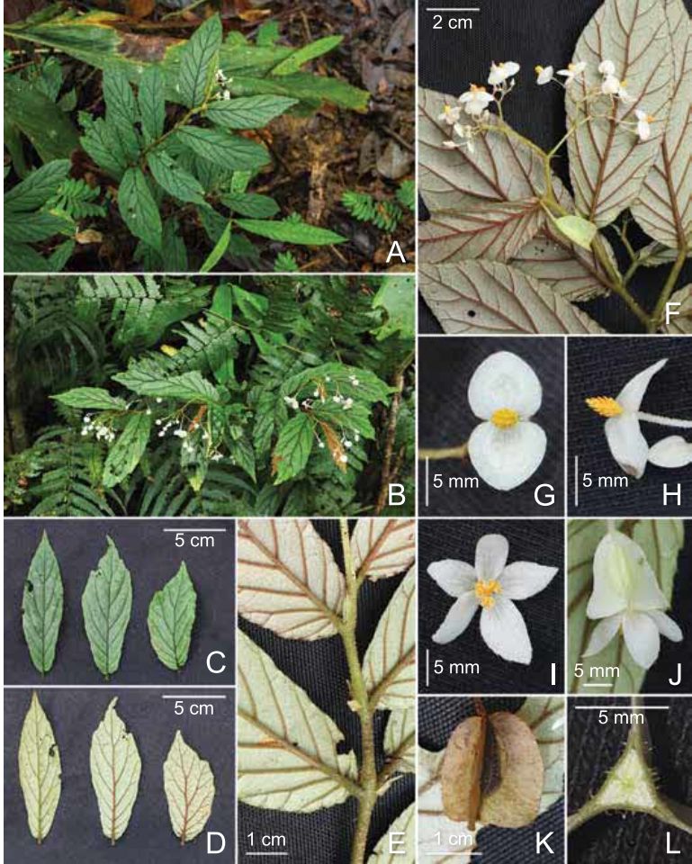 B. subaequifolia