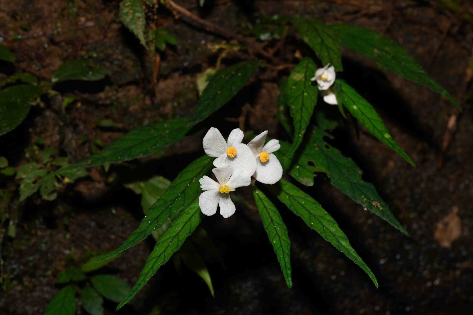 B. amnicola
