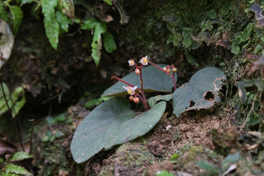 B. chindwinensis