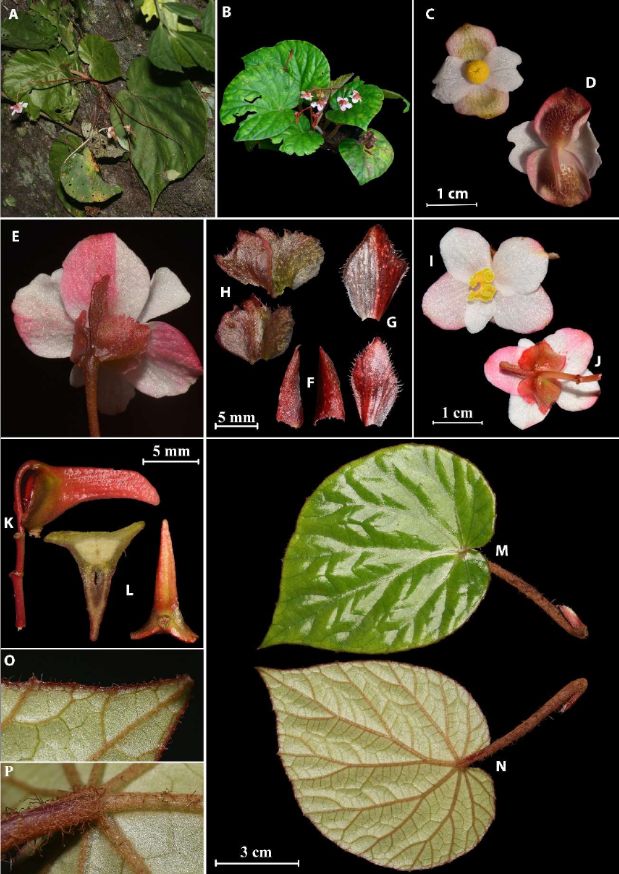 B. casseabri