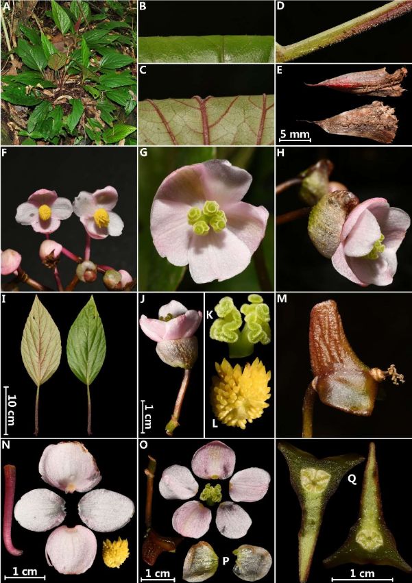 B. persistens