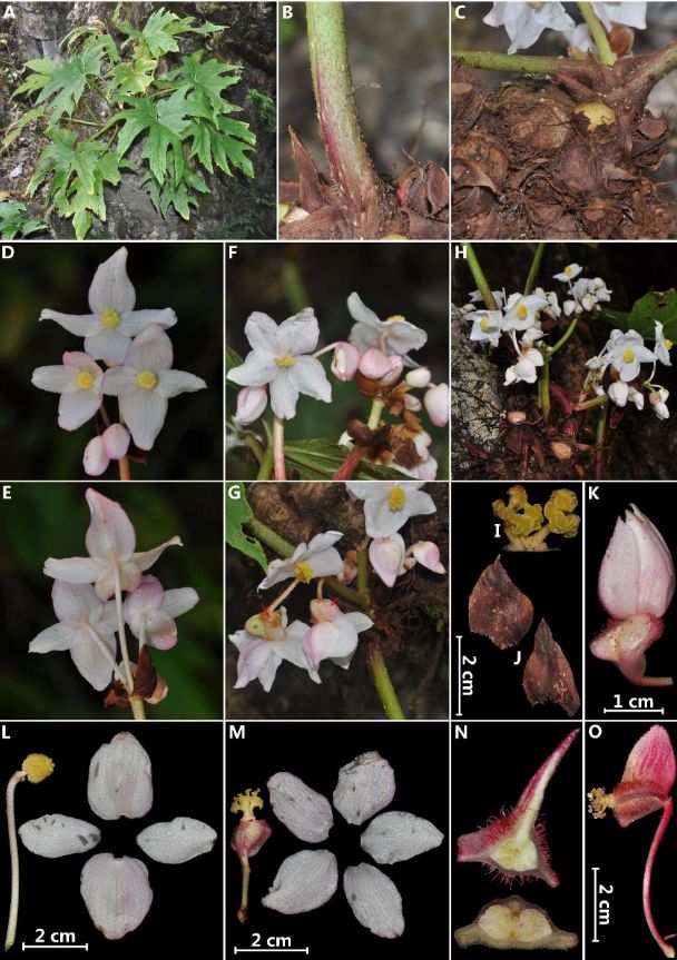 B. latibracteata