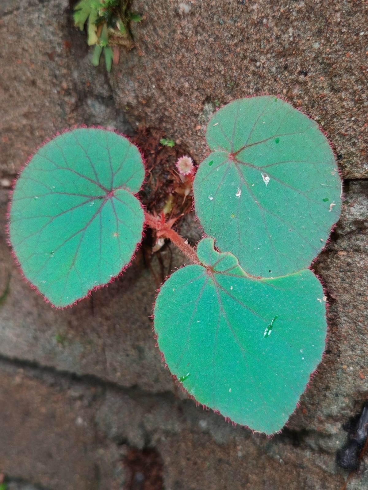 B. sagaingensis