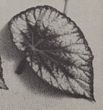 B. 'Madame Rampke'