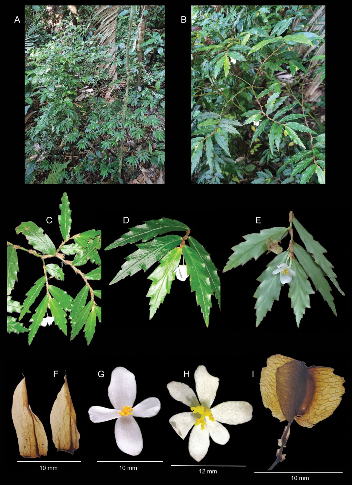 B. chucantiensis