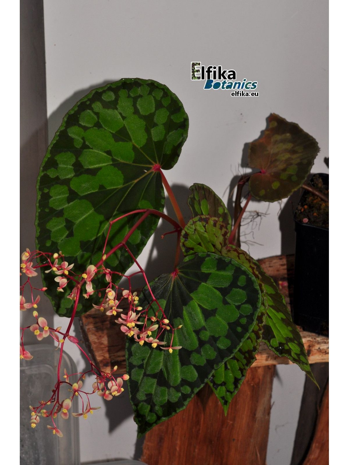 B. 'EB Black Chlaw'