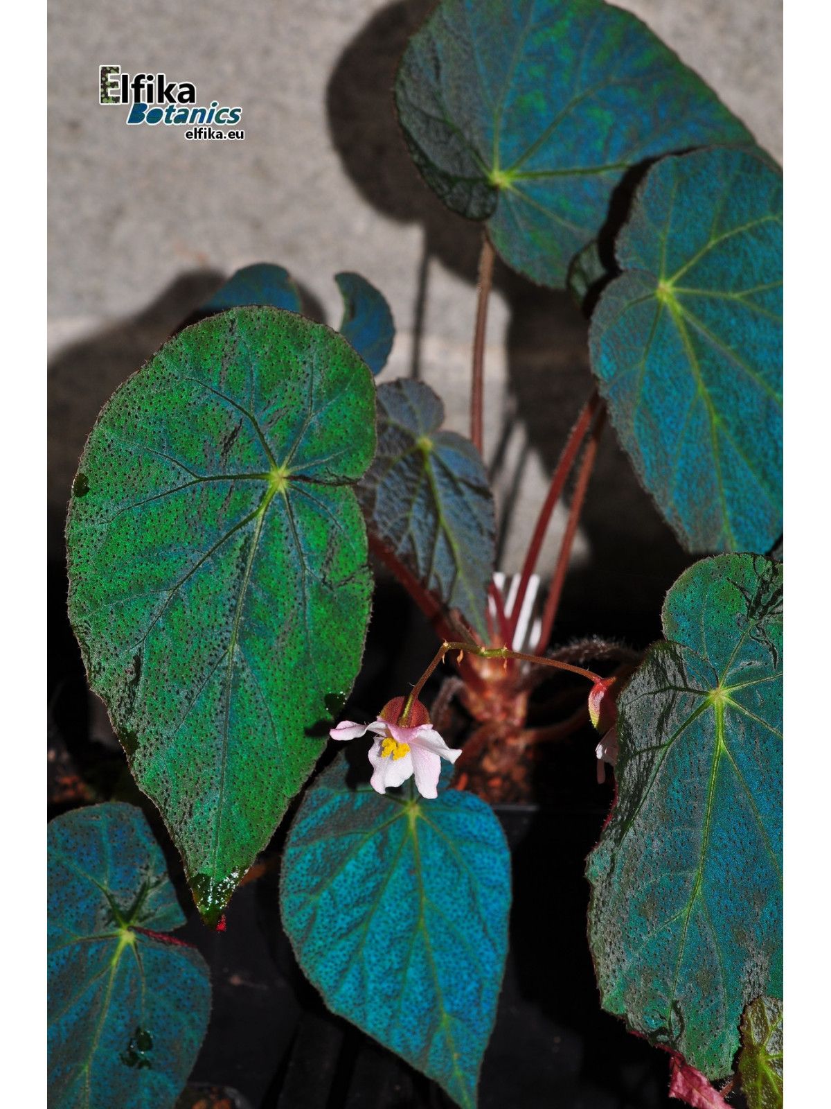 B. 'EB Photogenicus'