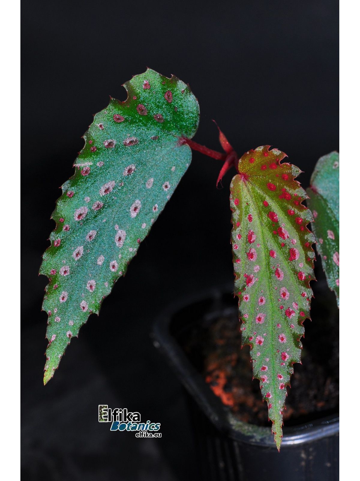 B. 'EB Pink Eyes'