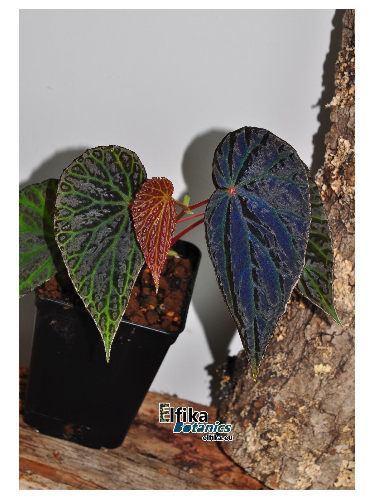 B. 'Elfika Dracno'