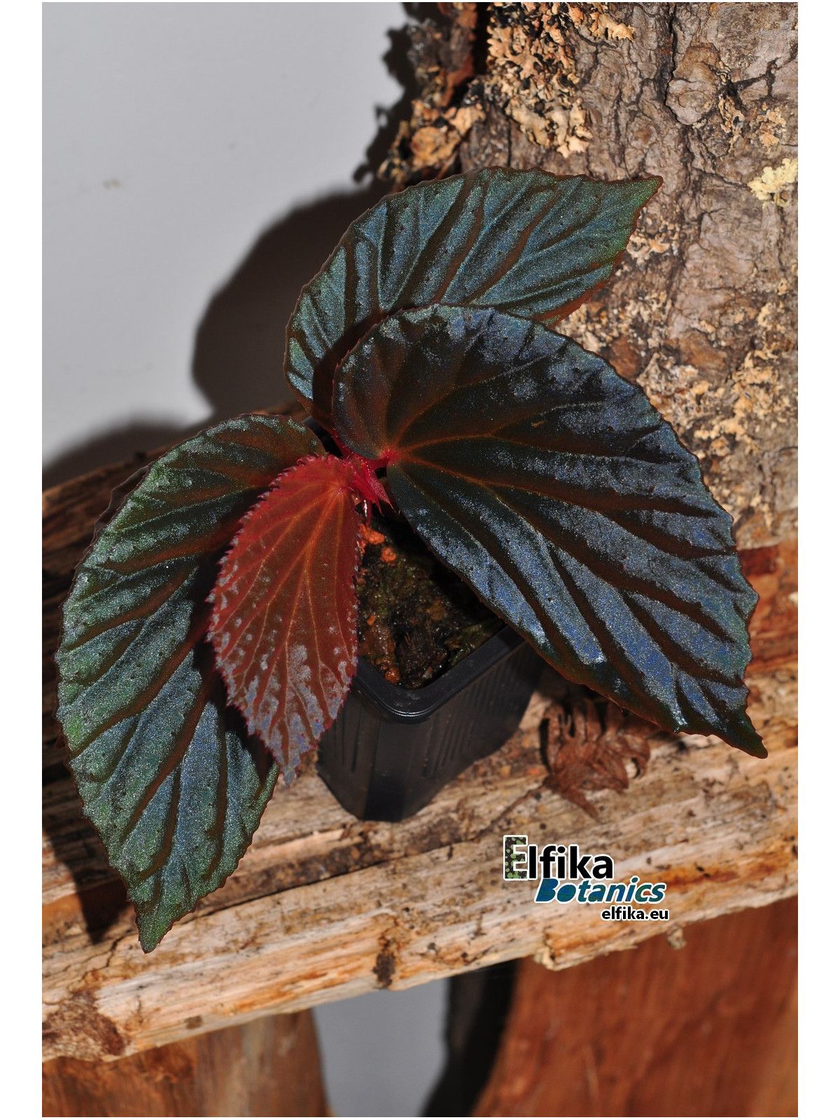 B. 'Elfika Nacre BMm'