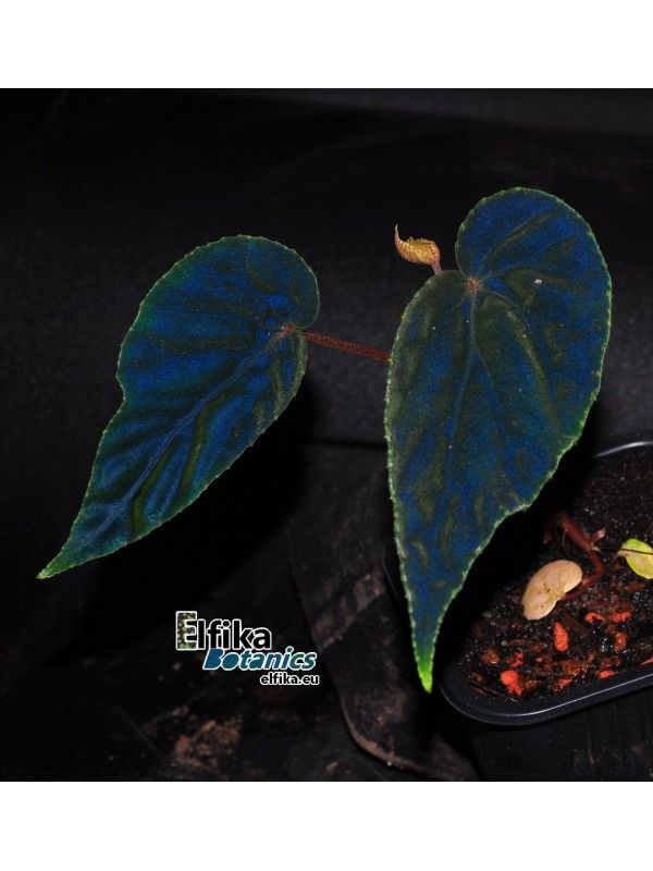 B. 'Elfika Padawin'