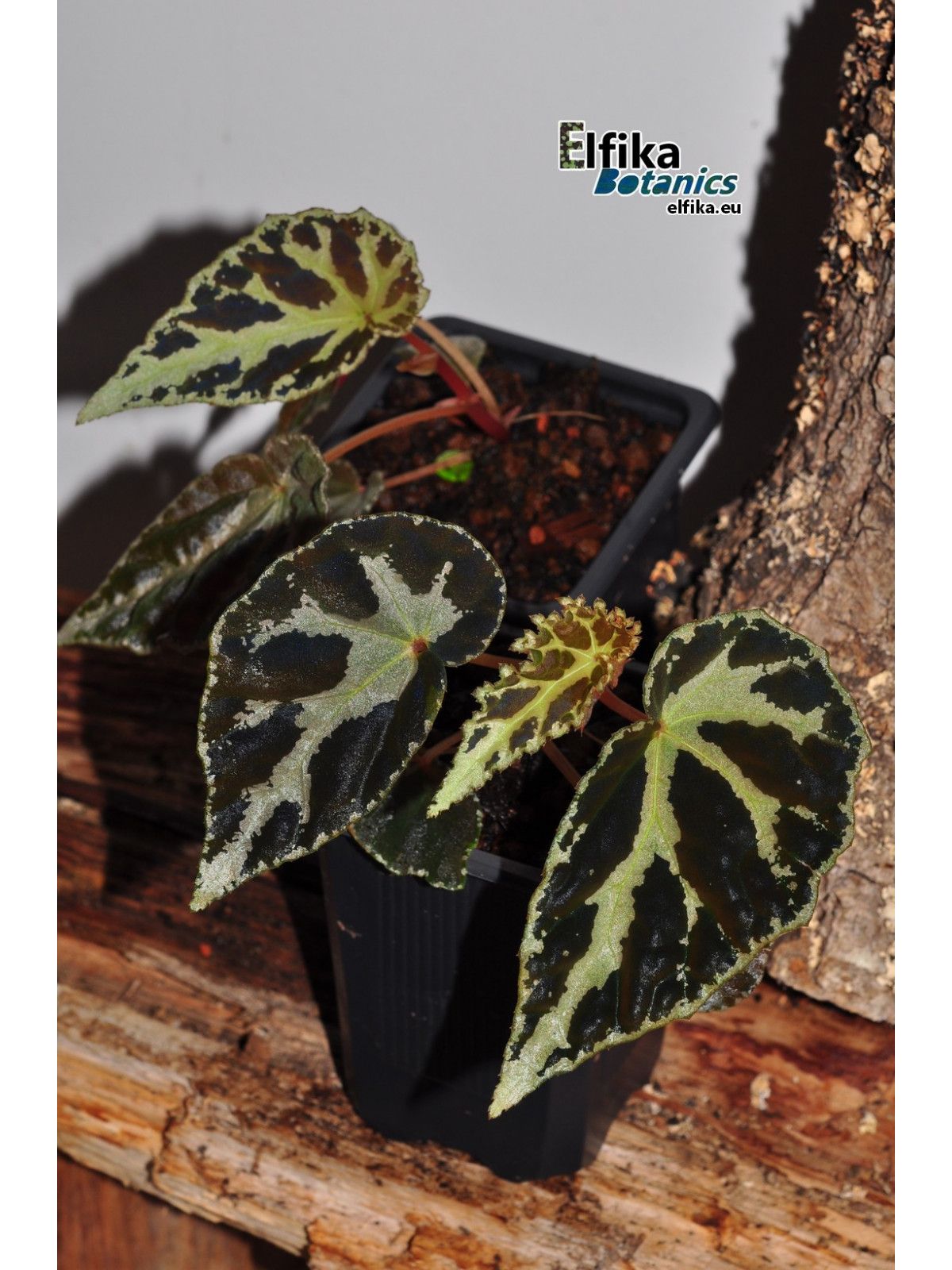 B. (colorata x darthvaderiana)