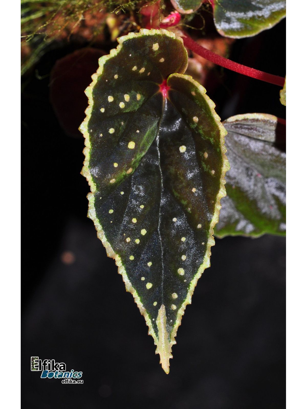B. (dinhdui x darthvaderiana)
