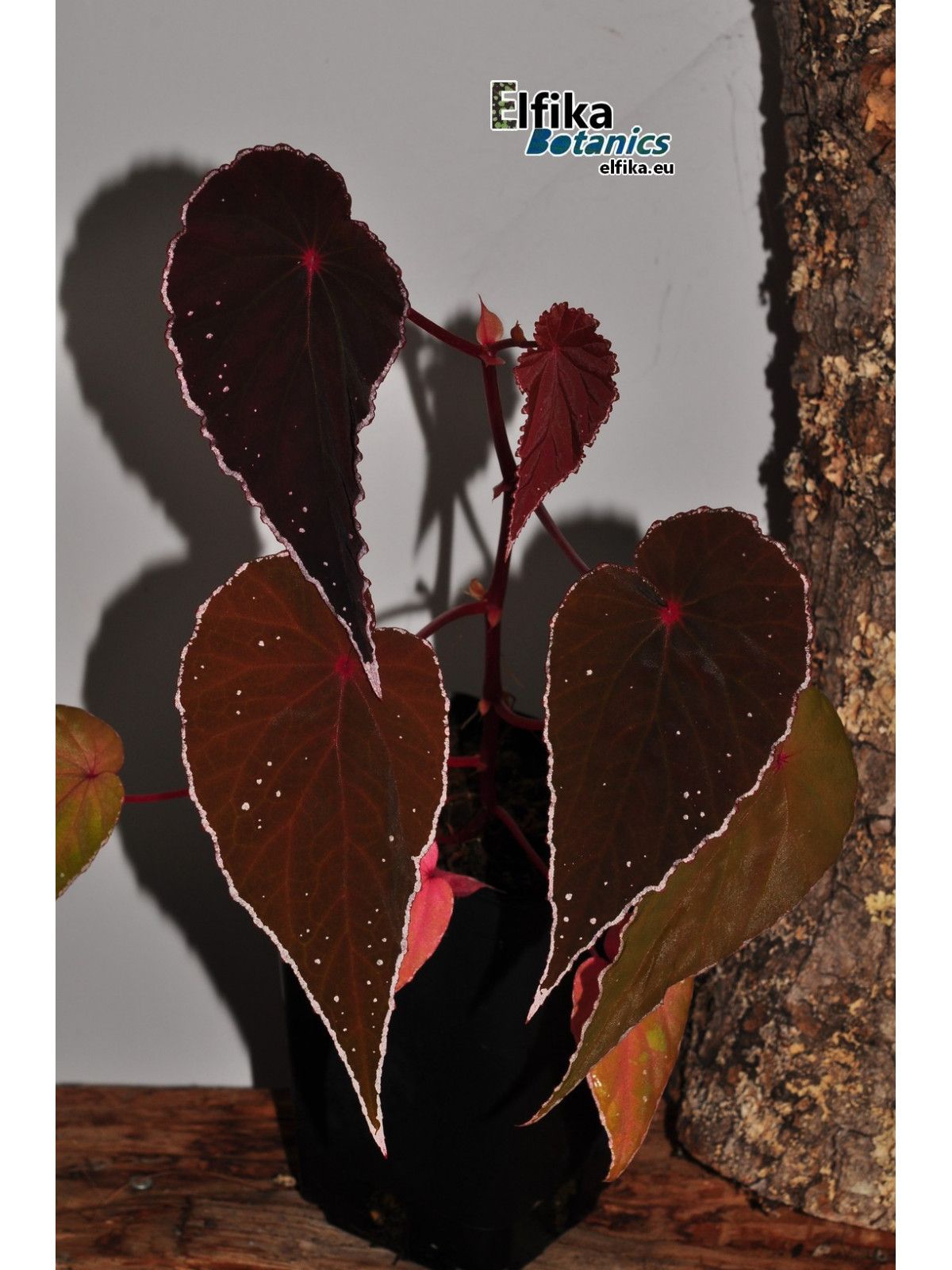 B. (dinhdui x nothobaramensis)