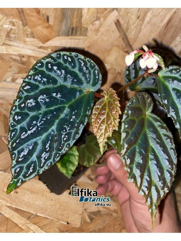 B. (dracopelta x metallicolor)