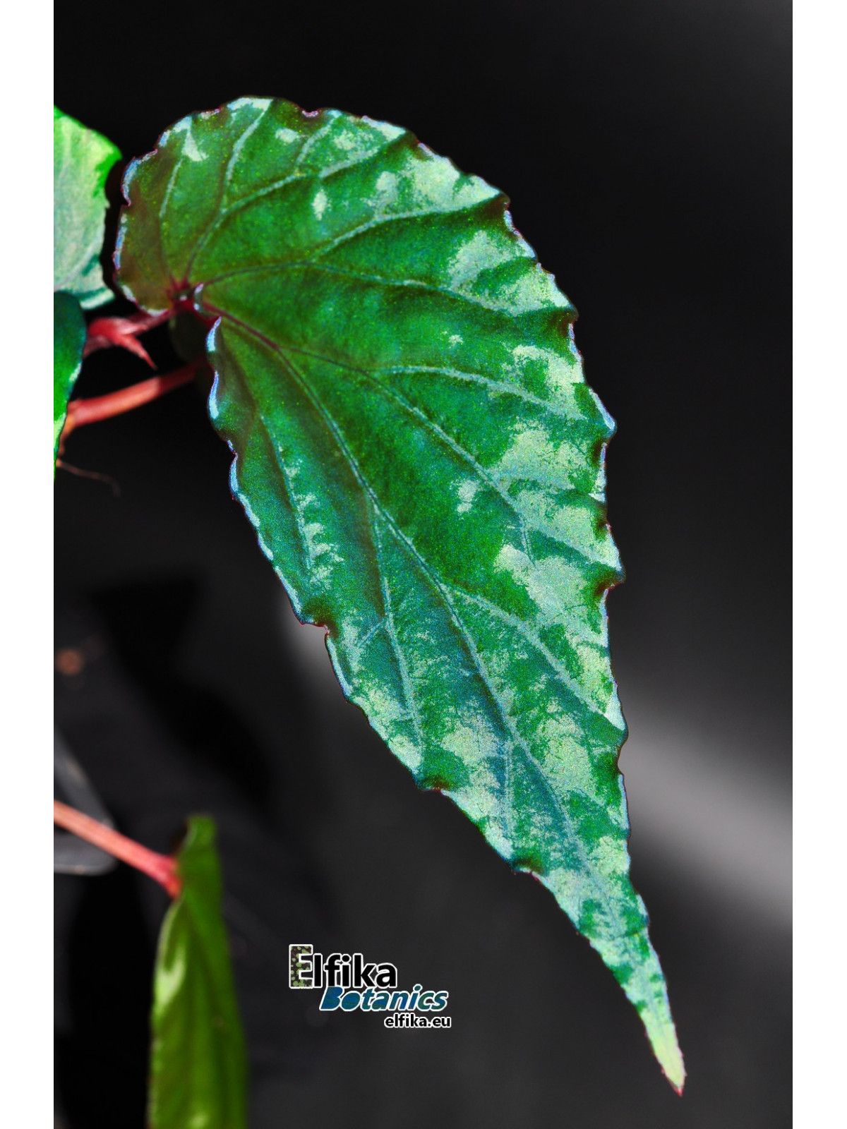 B. (kapuashuluensis x daunhitam)