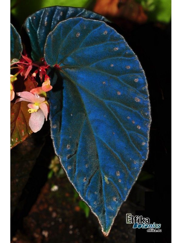 B. (metallicolor x darthvaderiana)