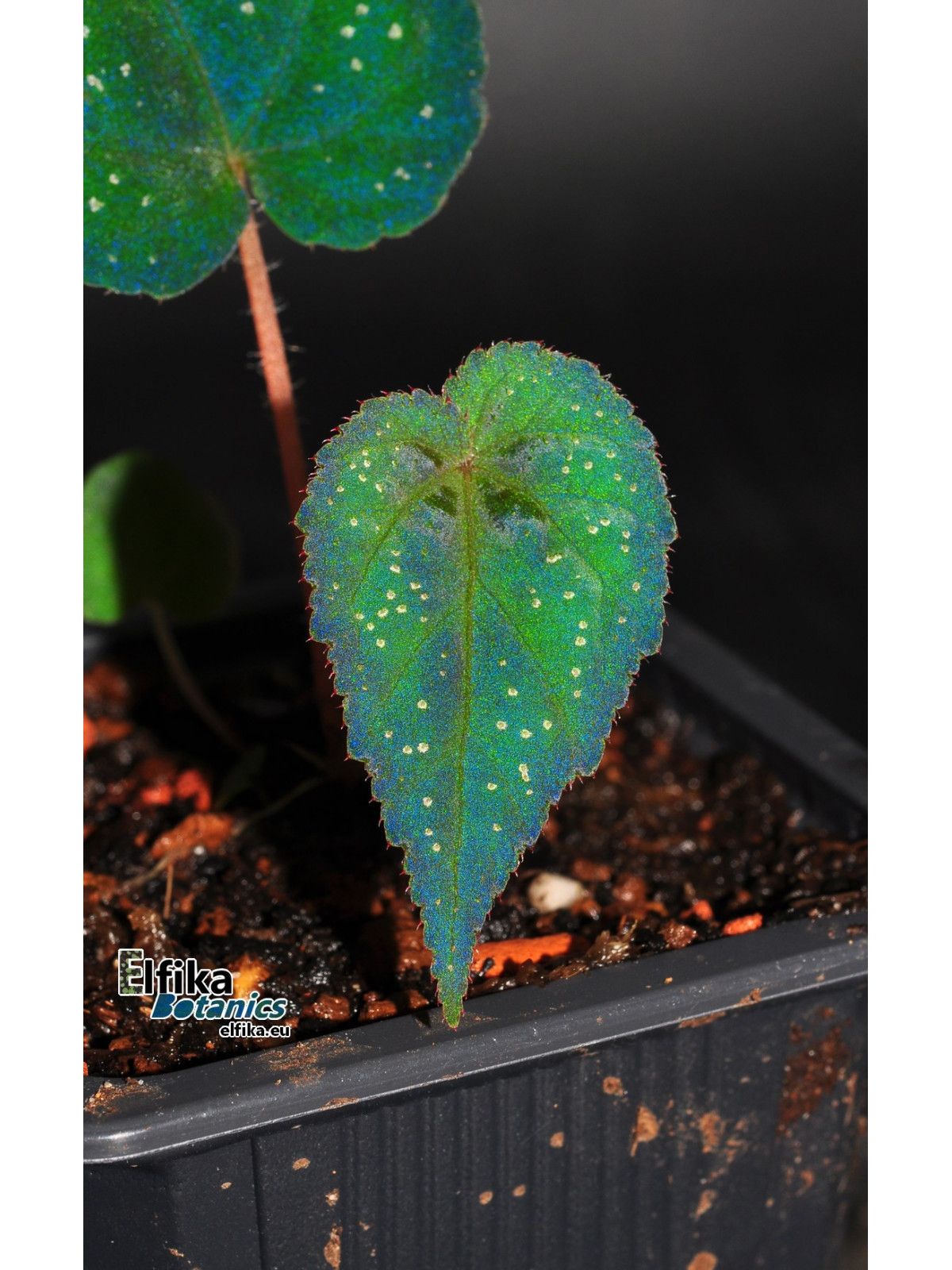B. (pavonina x cathayana)