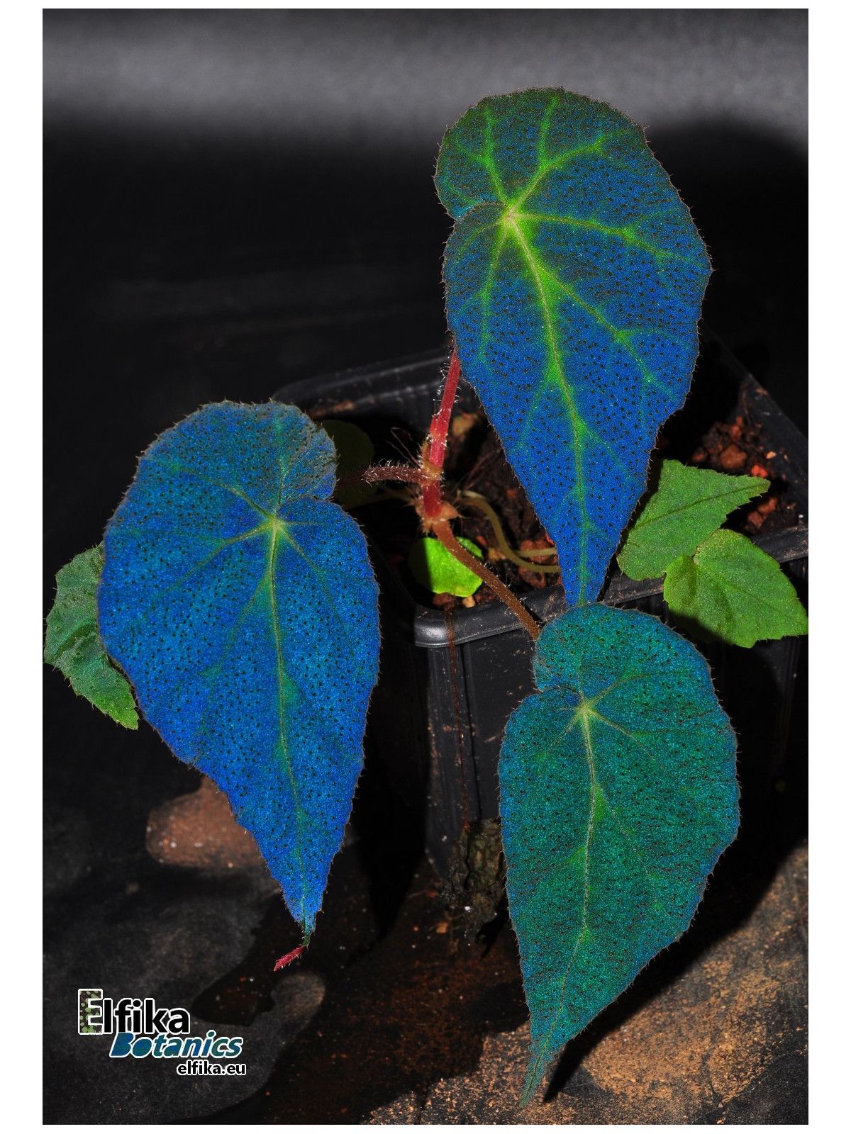 B. 'EB Blue Thunder'