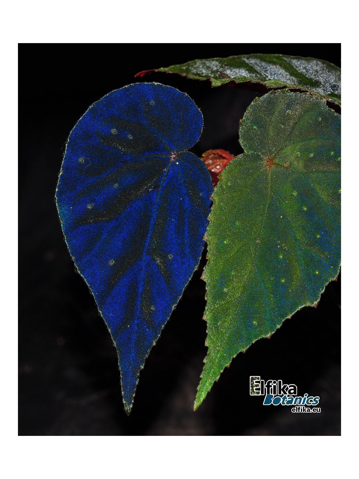 B. 'EB Dark Wars'