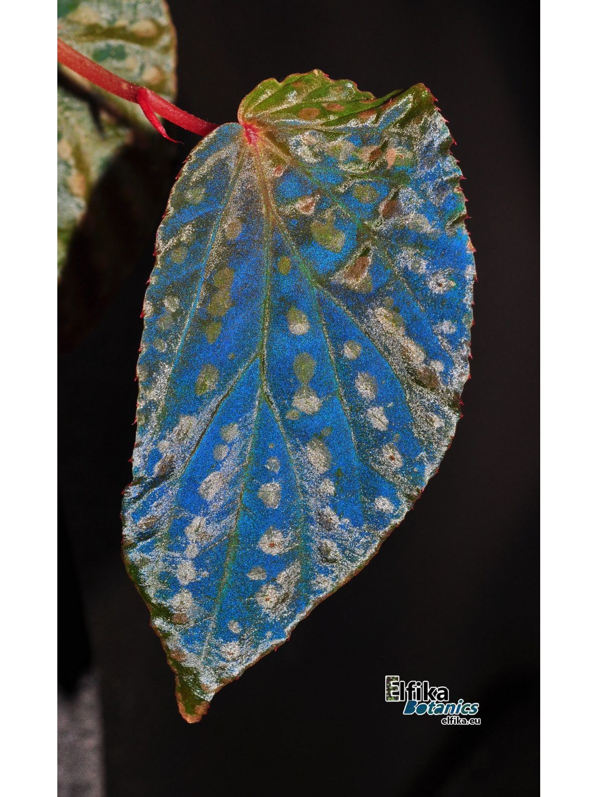 B. 'EB Ugly Mirror'