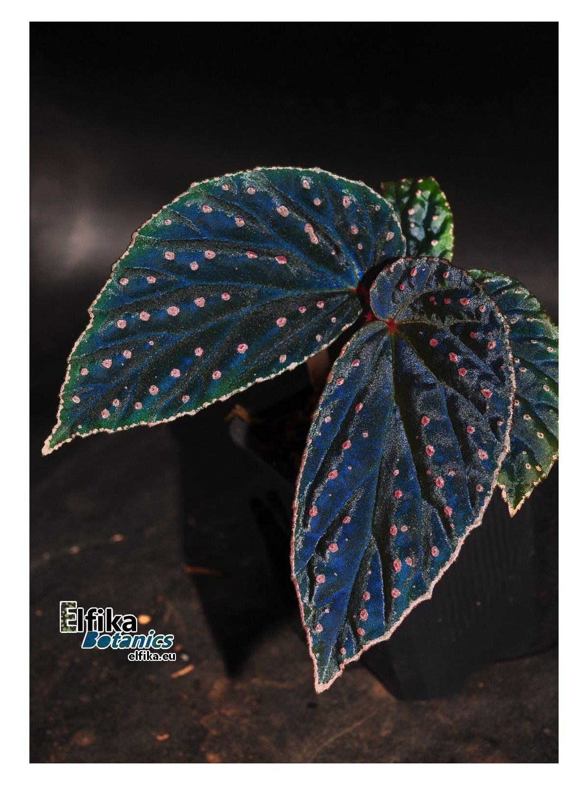 B. 'Elfika Abyss Meda'