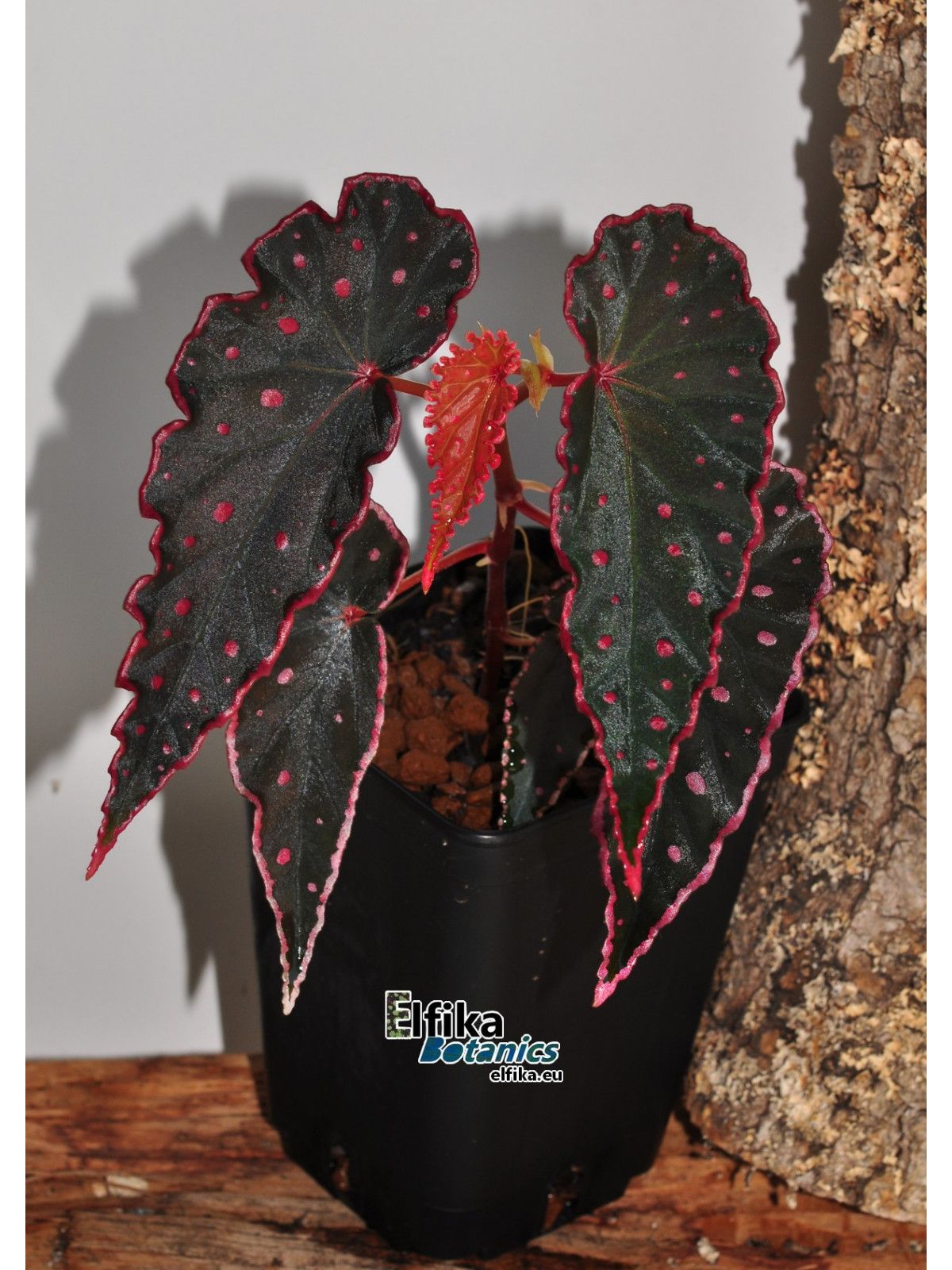 B. 'Elfika Black Amda'