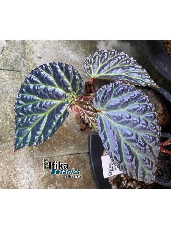 B. 'Elfika Blue Drame'