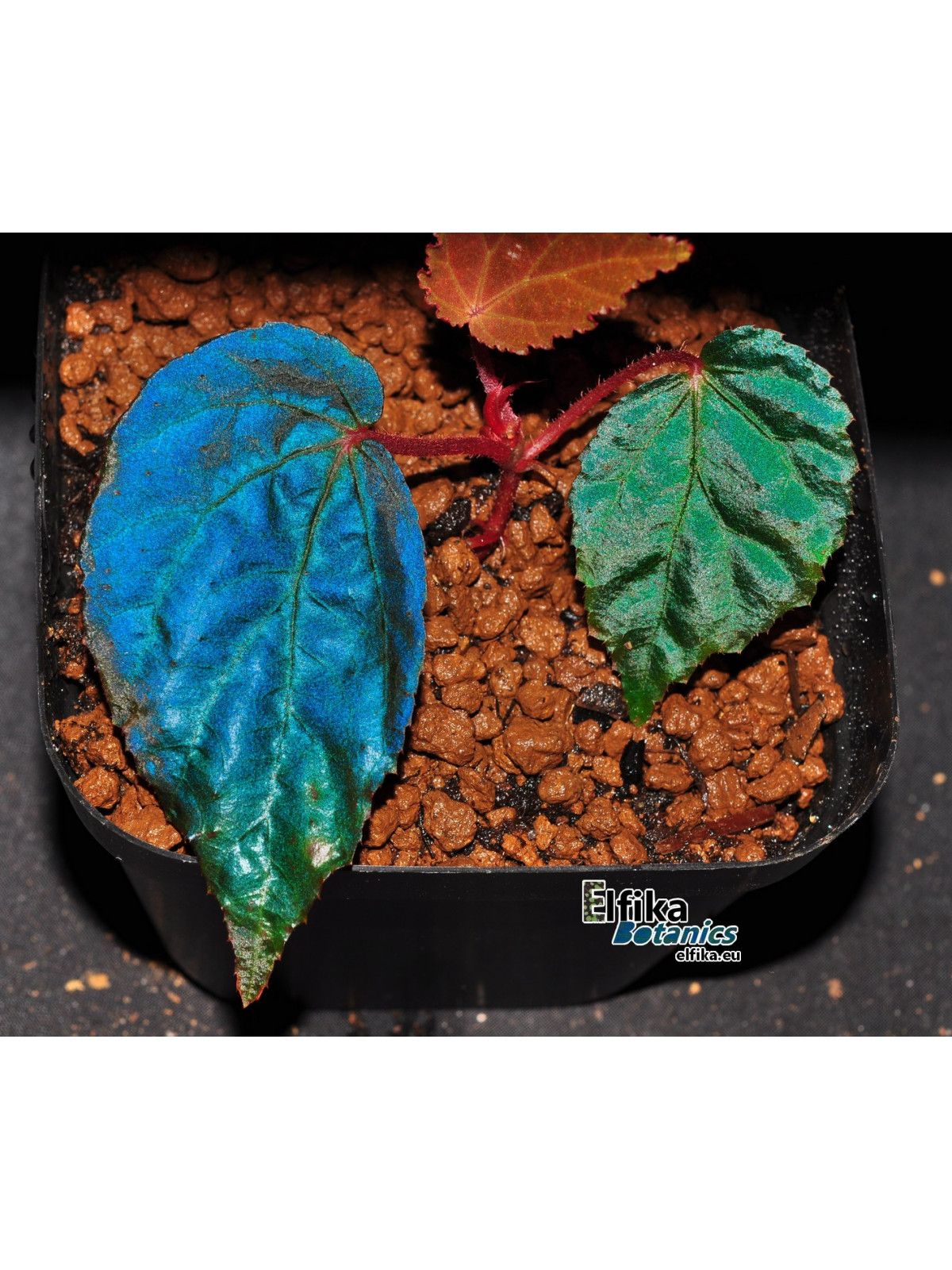 B. 'Elfika Deepwater'