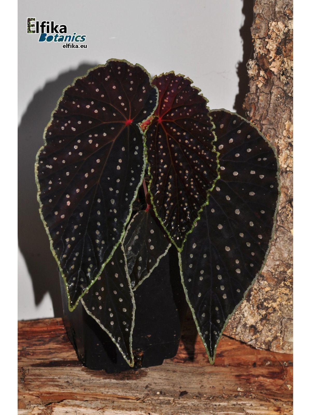 B. 'Elfika Xanthellus Ruda'
