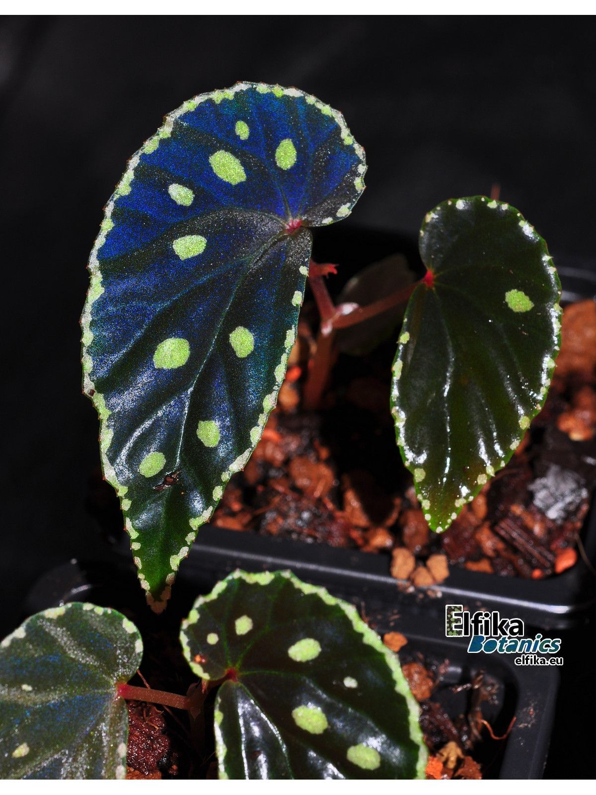 B. (darthvaderiana x lawar)