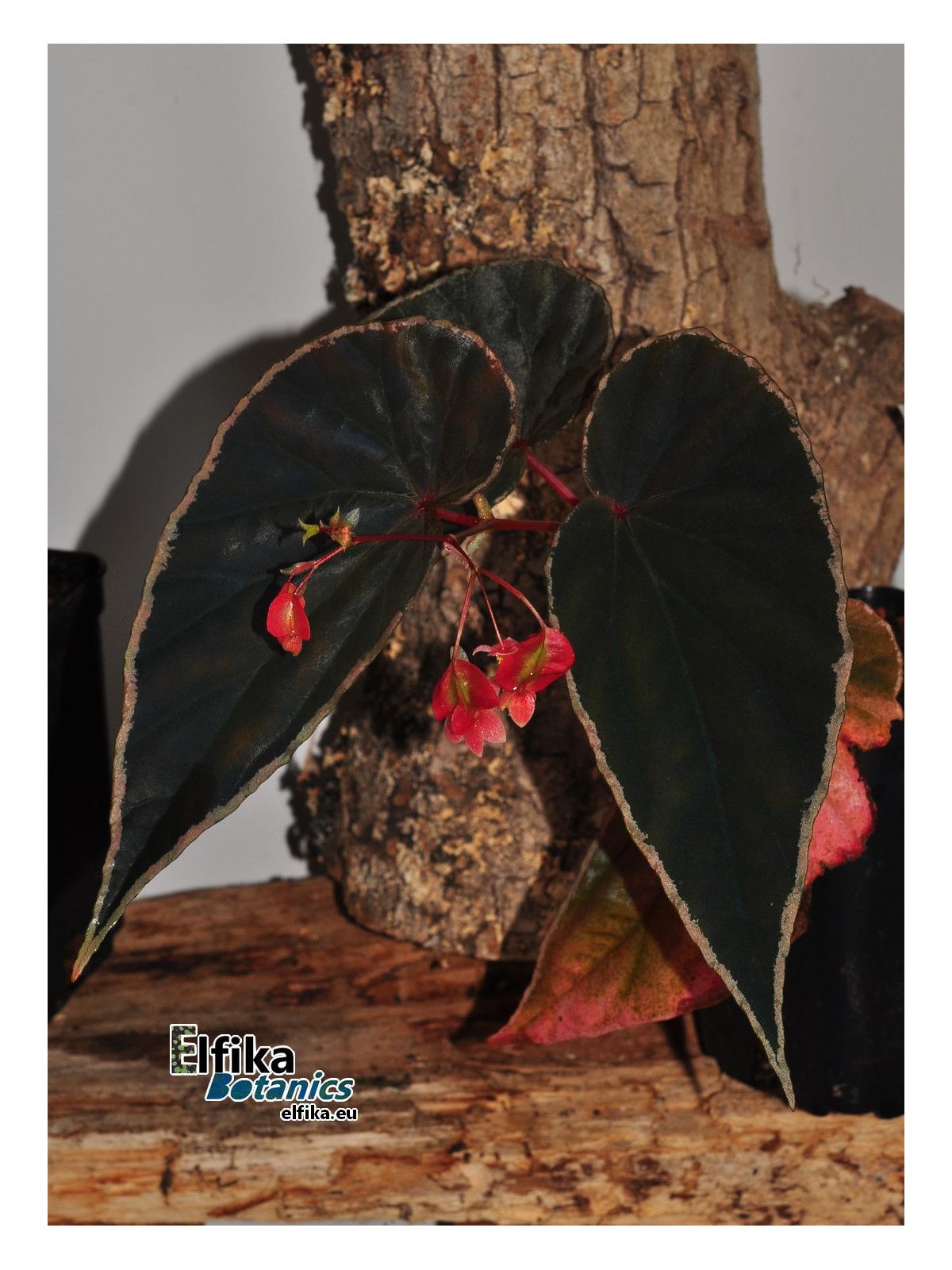 B. (darthvaderiana x nothobaramensis)