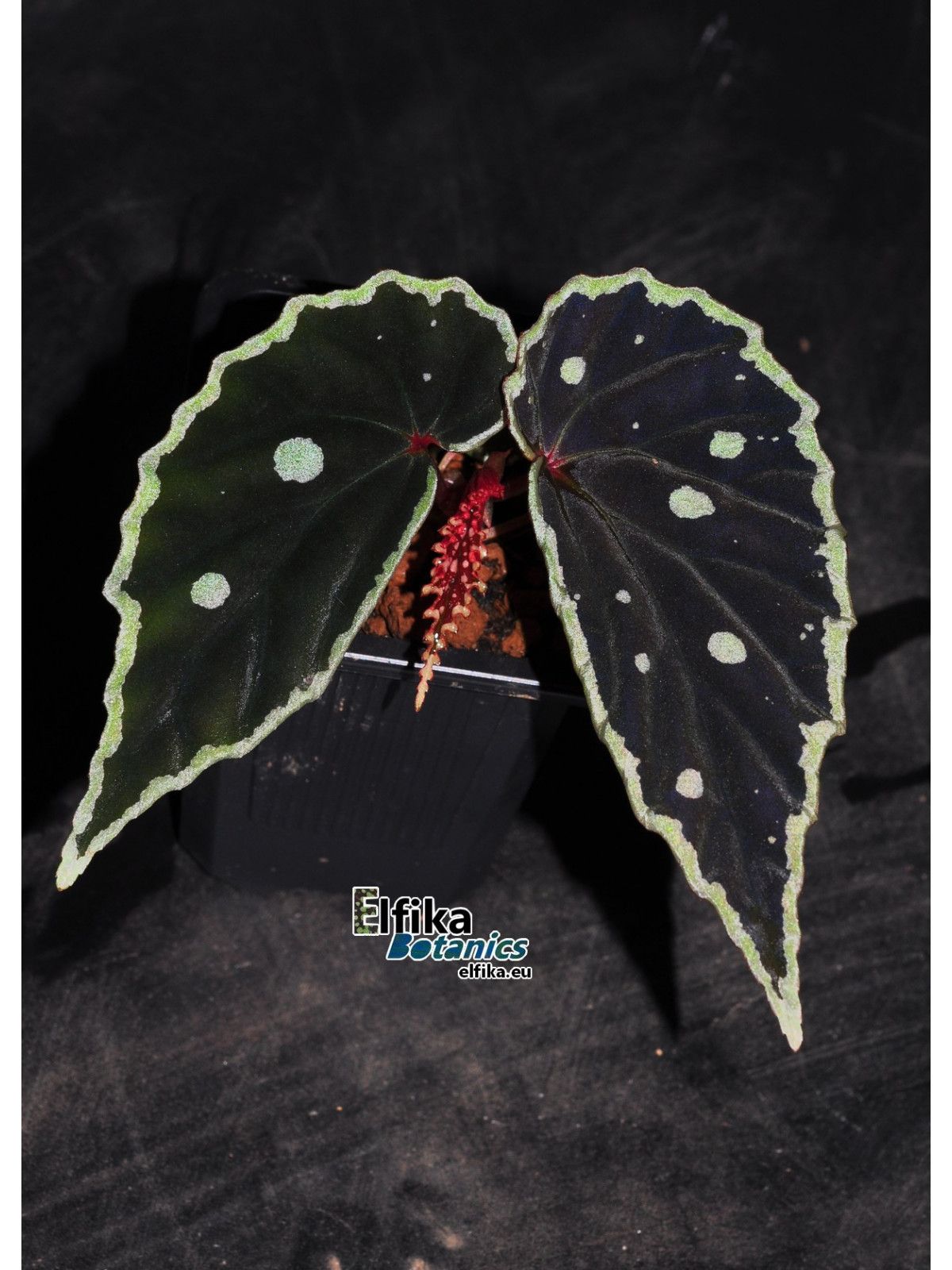 B. (lawar x darthvaderiana)
