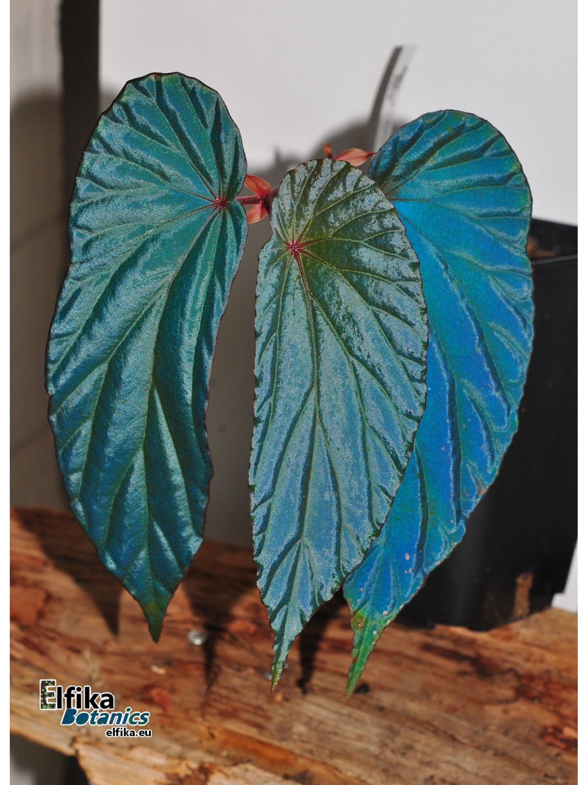 B. (nothobaramensis x metallicolor)