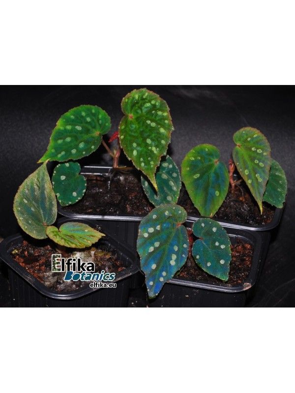 B. (pavonina x lawar)