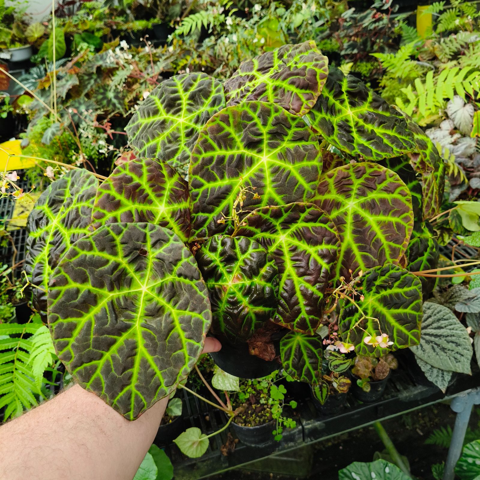B. sp. Merangin