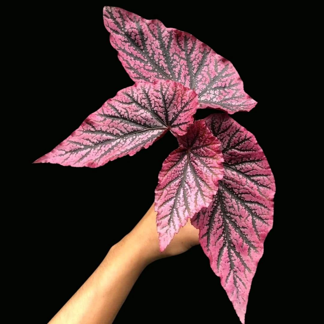 B. 'Red Berry'